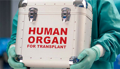 Применение в трансплантологии 
